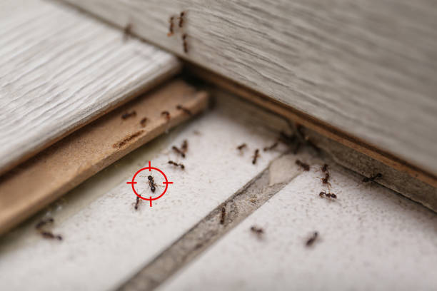 Best Exterminator Services  in Aztec, NM