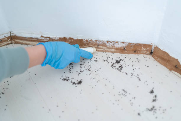 Best Local Pest Control Services  in Aztec, NM